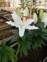 [4262 Sunny Okinawa No01.JPG]